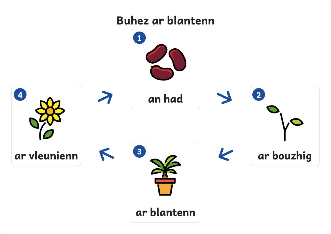 Rakwel, pajenn 1 : Skritell kelc’h buhez ar blantenn : had, bouzhig, plantenn, bleunienn