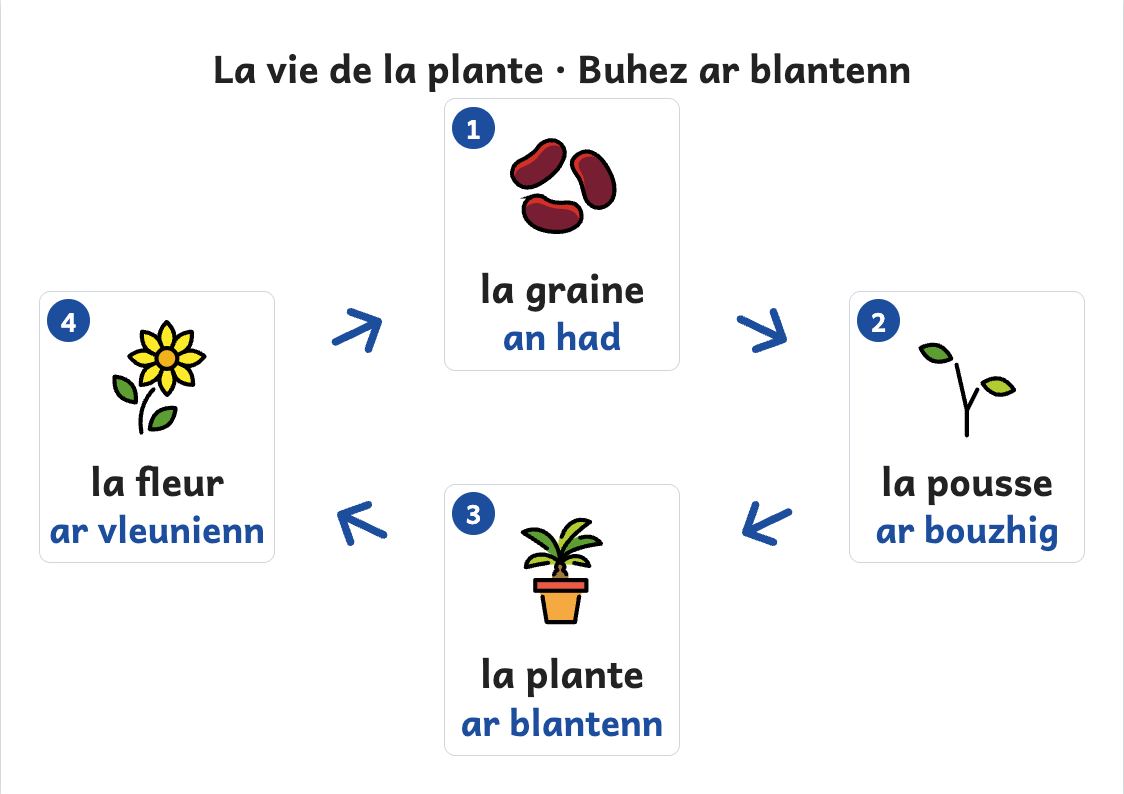 Aperçu, page 1 : Affiche du cycle de vie de la plante : graine, pousse, plante, fleur