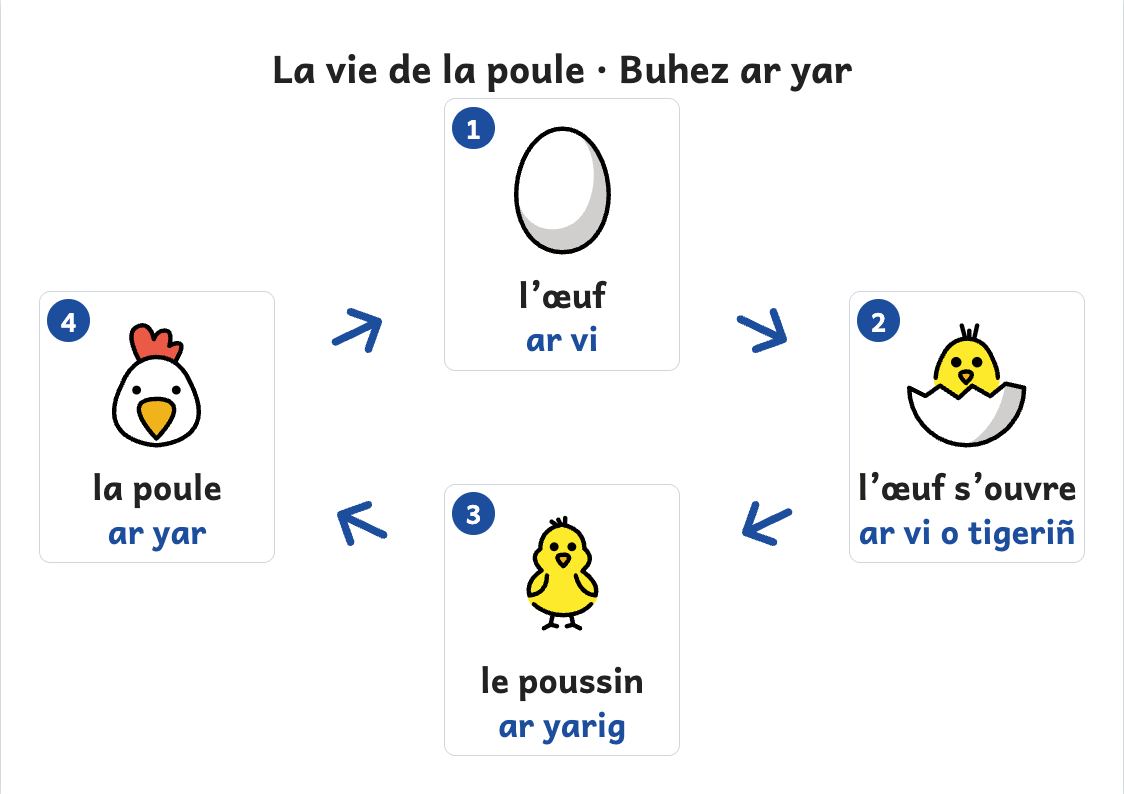 Aperçu, page 1 : Affiche du cycle de vie de la poule : œuf, poussin, poule