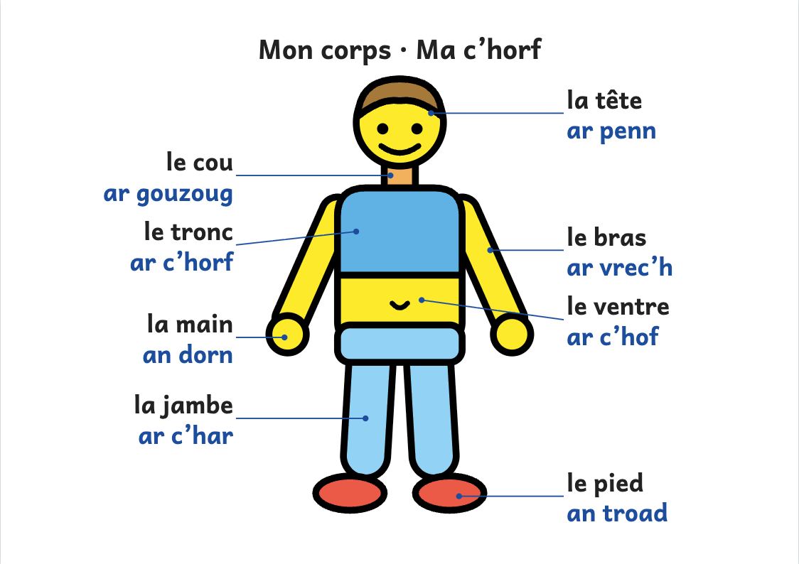 Aperçu, page 1 : Affiche du corps humain : la tête, le cou, le tronc, le ventre, les bras, les jambes